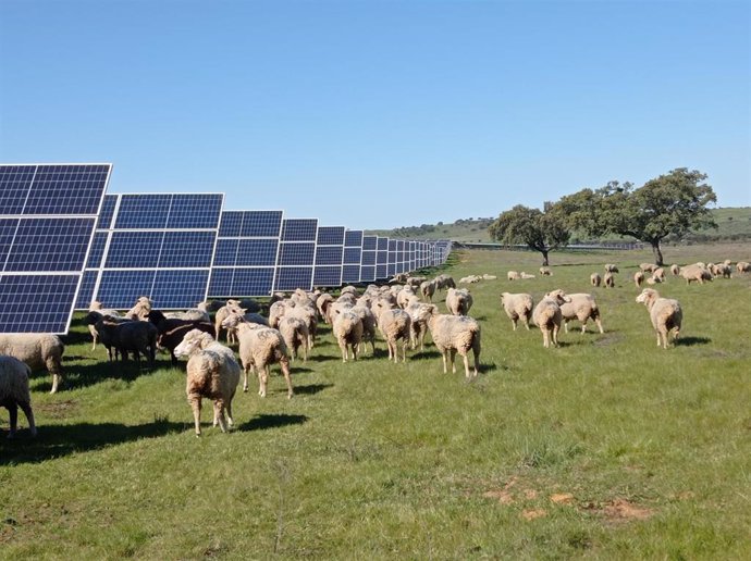 Endesa aplica el concepto Agrivoltaica a sus plantas renovables en Andalucía