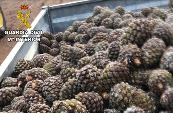 Imagen de parte de las piñas sustraidas en terrenos de Valladolid