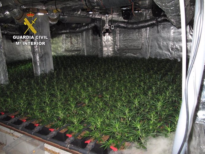 La Guardia Civil localiza una plantación de marihuana en mitad de un lanzamiento judicial en Yeles