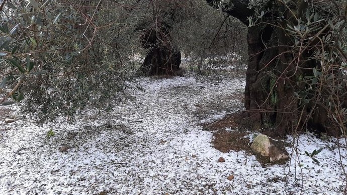 La Unió de Llauradors ha informado, en una primera "valoración de urgencia", de que las tormentas de este domingo, que estuvieron acompañadas de pedrisco, han dejado "daños importantes" en algunas localidades de la comarca de la Plana Baixa