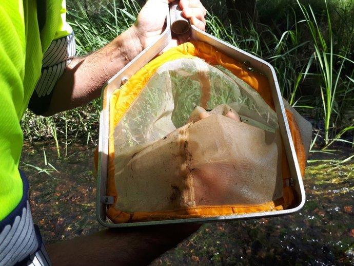 Una muestra de agua de la cuenca del Duero que se analiza en el plan de muestreos biológicos.