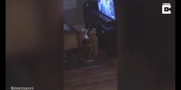 1. Tres gatos enganchados a un programa de televisión hecho para mascotas se han hecho virales con 1 millón de visitas