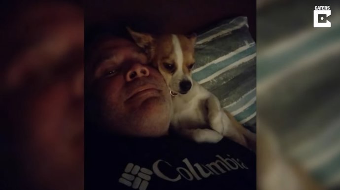 Charlie es un perro mezcla de Jack Russell y Chihuahua de dos años que sabe lo que quiere