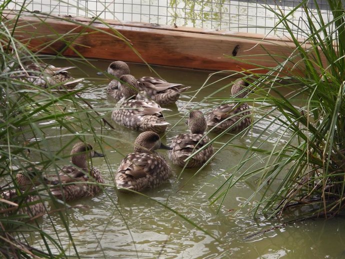 Liberación de ejemplares de cerceta padilla en la Laguna de Fuente de Piedra, se trata del pato más amenazado de Europa