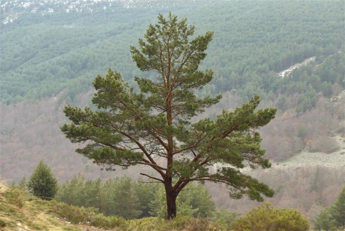Los selvicultores piden que la Ley de Cambio Climático compense a los propietarios forestales por su contribución a absorber CO2.