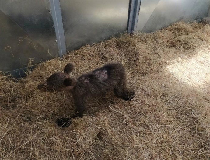 Archivo - Osezna recogida en Somiedo (Asturias)