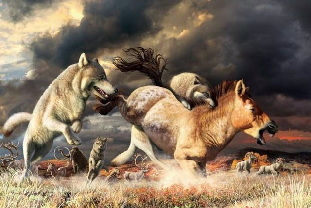 Los lobos grises derriban a un caballo en el hábitat de estepa mamut de Beringia durante el Pleistoceno tardío (hace unos 25.000 años).