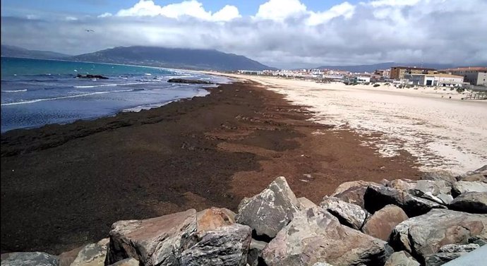 Archivo - Playa de Tarifa inundada con el alga asiática en una imagen de archivo