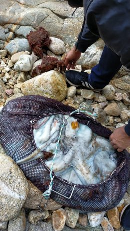 Pulpos y centollas intervenidos a un 'furtivo' identificado y denunciado por la Policía Local, por faenar ilegalmente en la zona de Saiáns (Vigo).