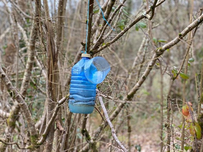 Archivo - Trampa para la avispa asiática