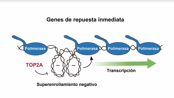 El superenrollamiento característico de la molécula del ADN controla la expresión génica y no es solamente un daño colateral que la célula debe de resolver