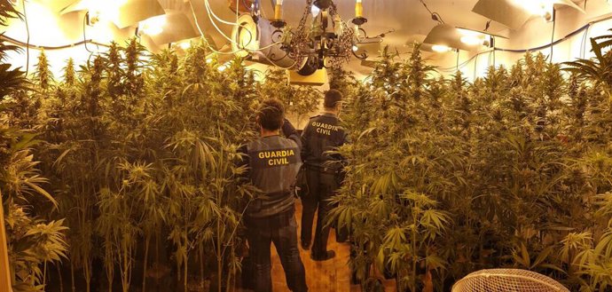 Plantación de marihuana desmantelada en Villacarrillo