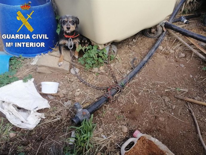Uno de los perros encontrado en la finca del detenido por maltrato animal