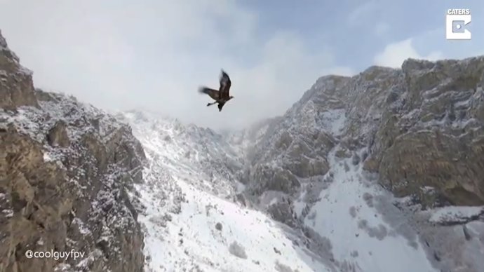 Este es el impresionante momento en que un águila real juvenil se une al vuelo de un dron