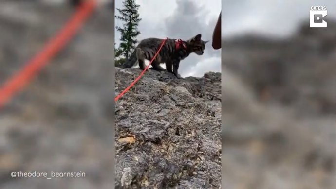 Este gato aventurero ha salido de excursión más durante este año que muchas personas