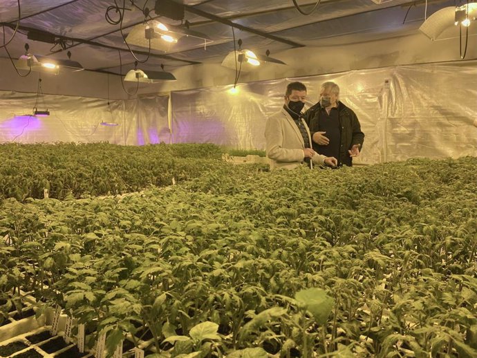 Plantas de tomate cultivadas en La Lechera