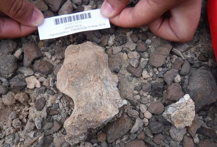 Uno de los dos nuevos especímenes de homínidos, una pelvis parcial, encontrados en el yacimiento de Lago Turkana en Kenia.