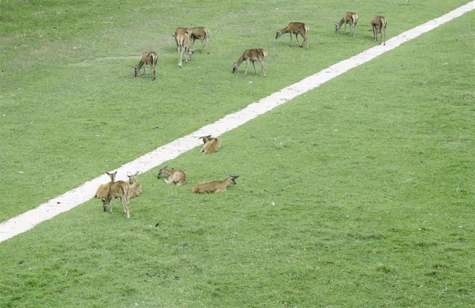 Los ciervos en el parque de la Taconera de Pamplona