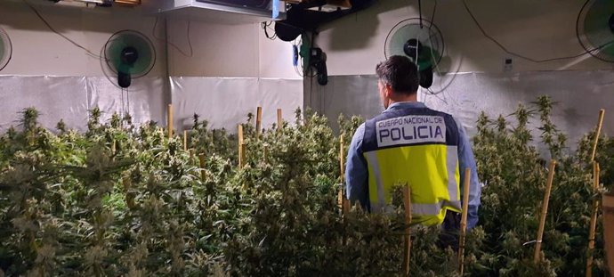 La Policía Nacional ha detenido a dos personas y ha desmantelado una plantación interviniendo cerca de 300 kilos de marihuana en un chalet de Dénia