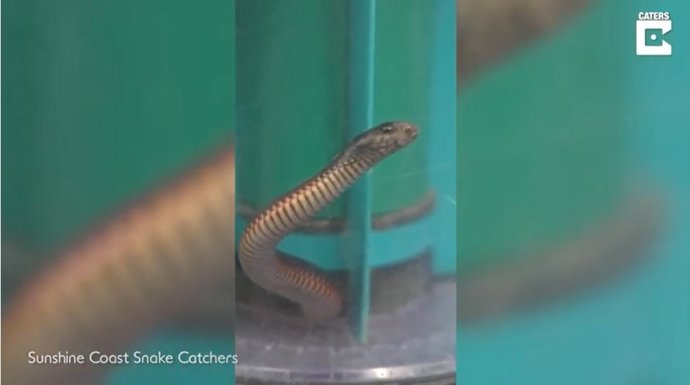 Una mujer succiona una serpiente venenosa con la aspiradora y tiene que llamar a expertos cazadores de serpientes para sacarla