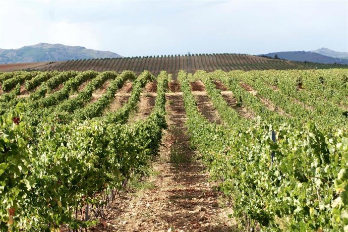 Archivo - Viñedos de Finca Río Negro