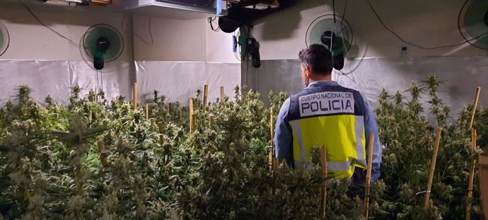 La Policia Nacional ha detingut dos persones i ha desmantellat una plantació intervenint prop de 300 quilos de marihuana en un xalet de Dénia