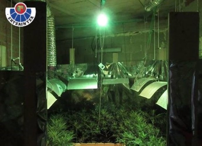 Plantación de marihuana descubierta en una vivienda de Iruña de Oka (Bizkaia)