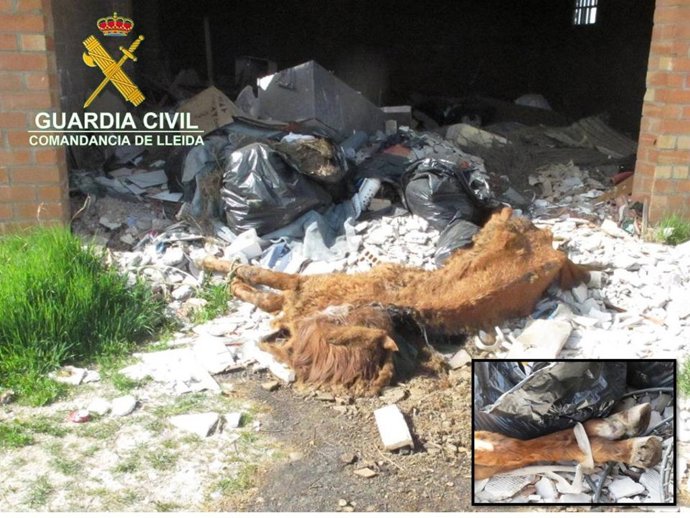El Seprona halla el cadáver de un caballo en una nave de Lleida.