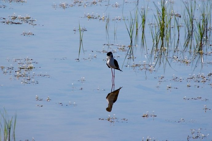 Archivo - Más De 819.200 Ejemplares De Aves Acuáticas Han Invernado En 233 Humedales De Andalucía (Consejería De Agricultura, Ganadería, Pesca Y Desarrollo Sostenible)