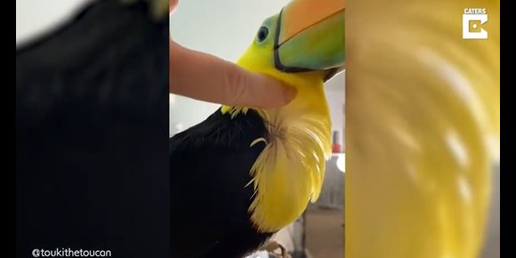 1. El cuello traslúcido de este tucán está dando mucho de qué hablar en redes sociales