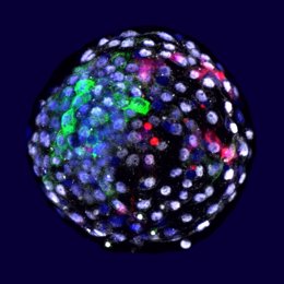 Visualización mediante fluorescencia de las célula