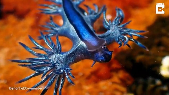 ¿Alguna Vez Habías Visto Una Criatura Marina Como Esta?