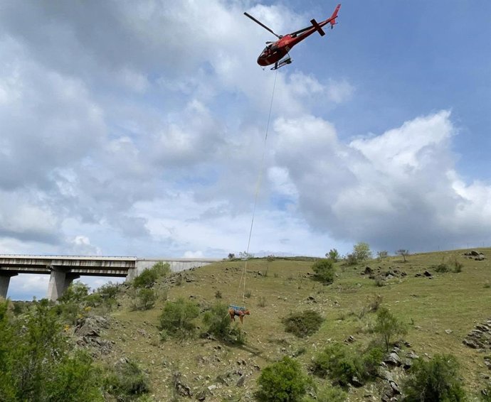 Un helicóptero del GERA rescata una vaca que cayó por un terraplén a una zona de difícil acceso en El Molar