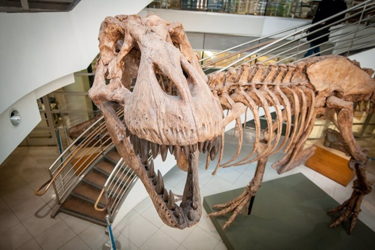 Bebida Desnudarse cómodo La Tierra albergó 2.500 millones de Tiranosaurios Rex en su historia