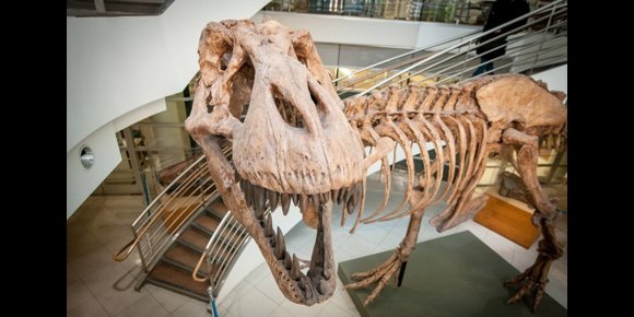 1. La Tierra albergó 2.500 millones de Tiranosaurios Rex en su historia