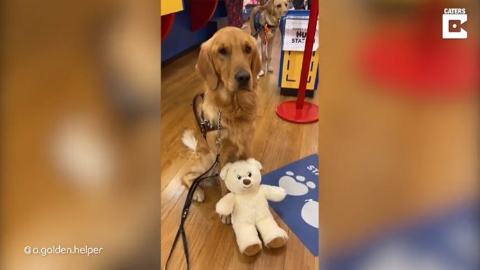 Este perro de servicio acude a una juguetería como recompensa por su labor