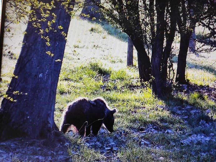 La osezna Éndriga, durante su estancia en Valsemana (León).