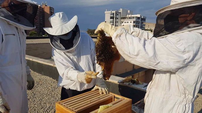 Colmena de abejas en un instituto de Alicante