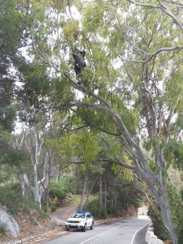 Rescatan a un parapentista inglés que había caído en un eucalipto de Almuñécar