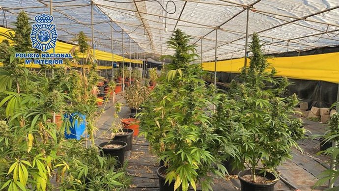 Cultivo ilegal de marihuana en Telde