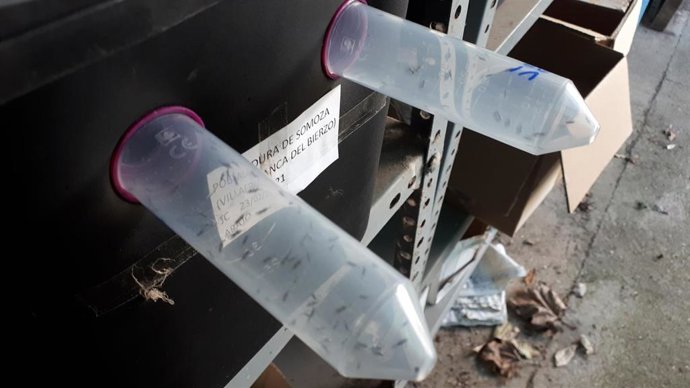 Avispilla del castaño