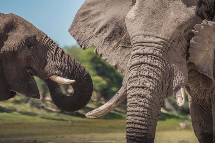 Archivo - Arxiu - Un elefant adolescent al costat d'un vell elefant al Parc Nacional Makgadikgadi Pans