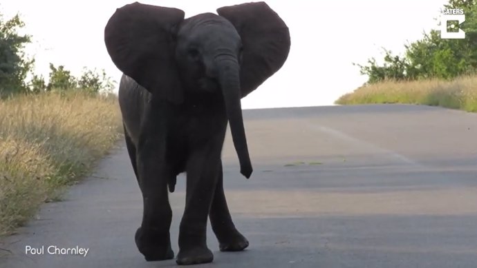 Dos elefantes jóvenes juegan a embestir un coche en un safari