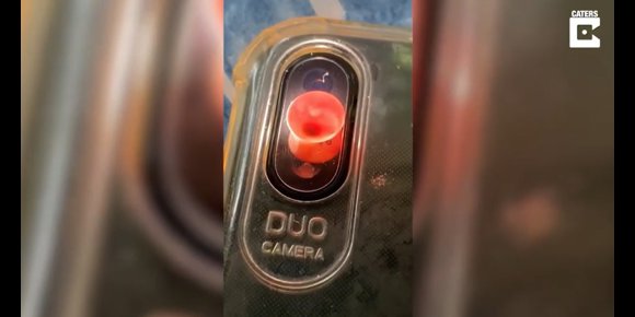 2. Una mujer se encuentra diminutos huevos sin eclosionar en su casa y decide cuidarlos hasta que eclosionan