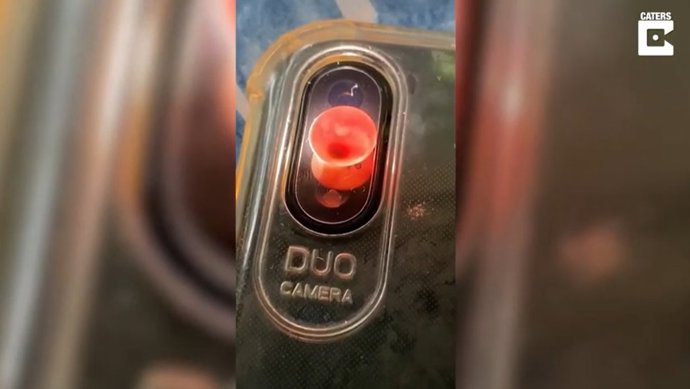 Una mujer se encuentra diminutos huevos sin eclosionar en su casa y decide cuidarlos hasta que eclosionan