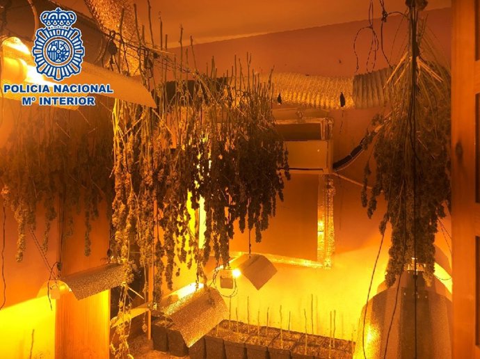 Dos detenidos tras desmantelar un cultivo de marihuana con 422 plantas en una finca de Campanillas, en Málaga