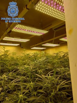 Plantación de marihuana desmantelada