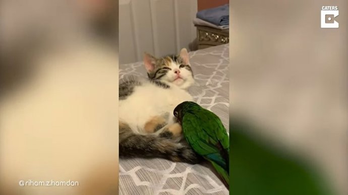 ¿Pueden Los Gatos Y Los Periquitos Convivir Juntos?