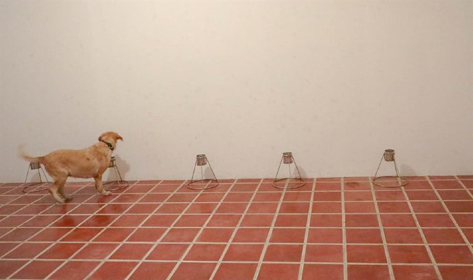 El Salvador utilizará perros para detectar el coronavirus.