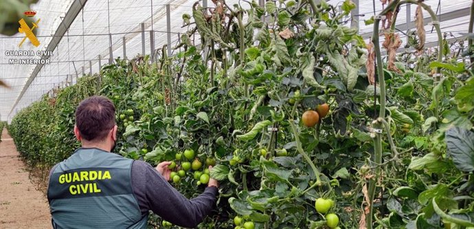 Detenido por el robo de más de 150 kilos de tomate de invernaderos de El Ejido y La Mojonera (Almería)